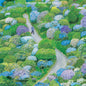 Fiddlehead/Between The Richness (Coloured Vinyl) [LP]