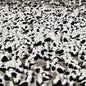 Donnelly, Stella/Flood (Opaque Red Vinyl) [LP]