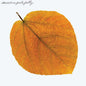 Pete Jolly - Seasons - LP