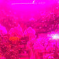 PRE-ORDER: Melaina Kol "Okay That's a Great Idea Because If I Do That Then" Cassette