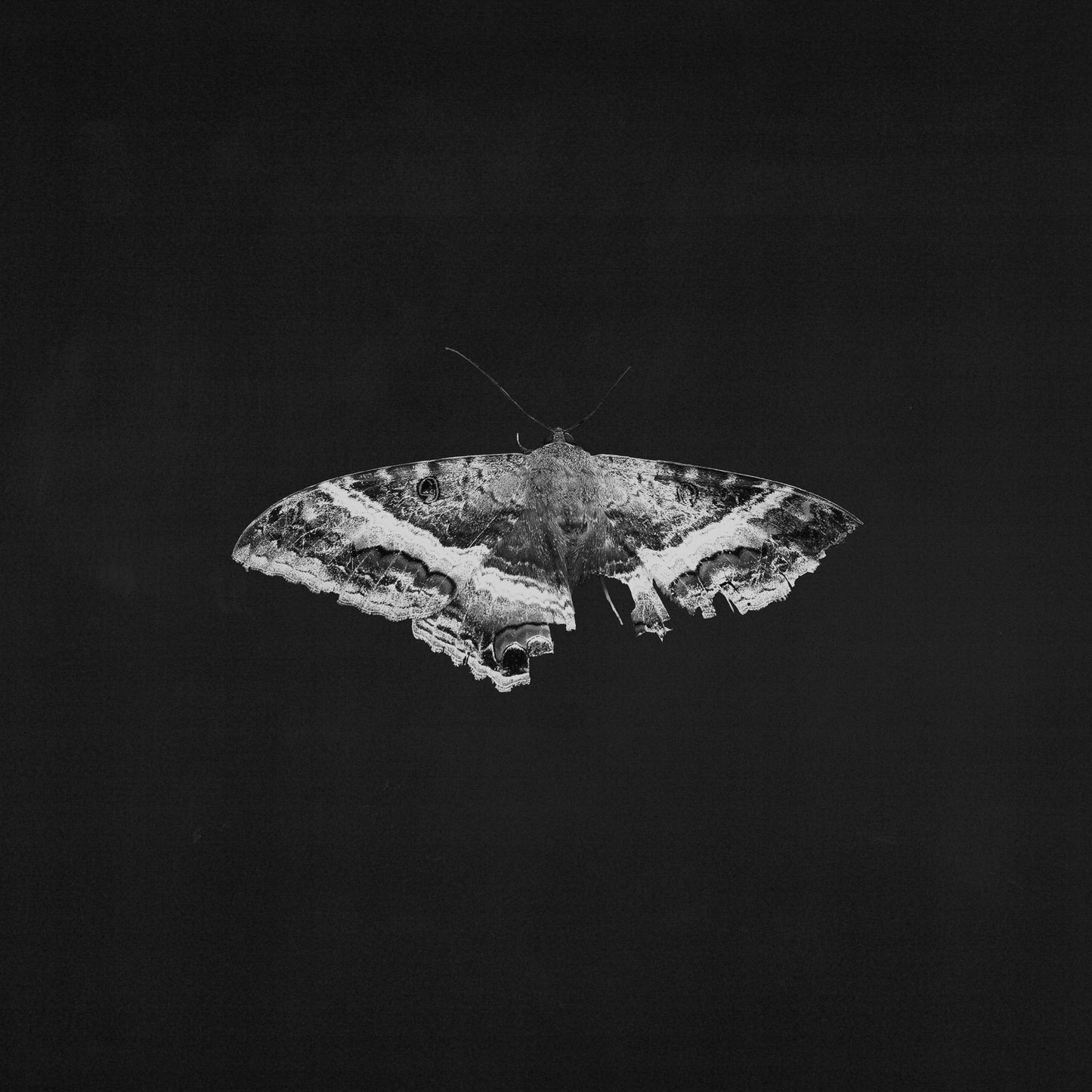 Kendrick Lamar - To Pimp A Butterfly (10th Anniversary) - LP