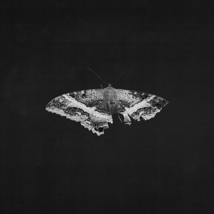 Kendrick Lamar - To Pimp A Butterfly (10th Anniversary) - LP